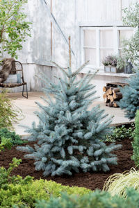 Picture of Picea